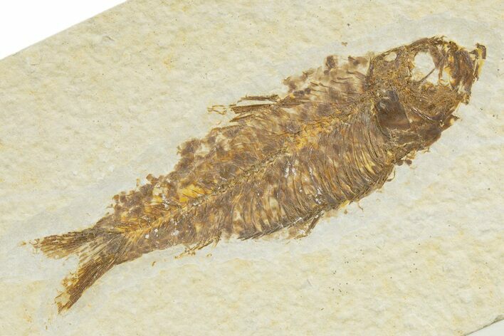 Detailed Fossil Fish (Knightia) - Wyoming #345383